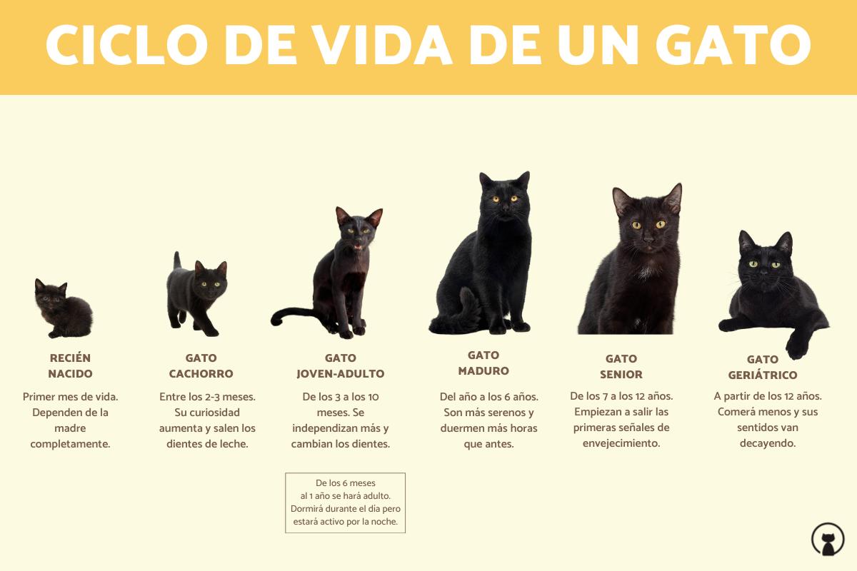 Descubre C Mo Es Adorable Y Tierno Un Gato De Meses Consejos E