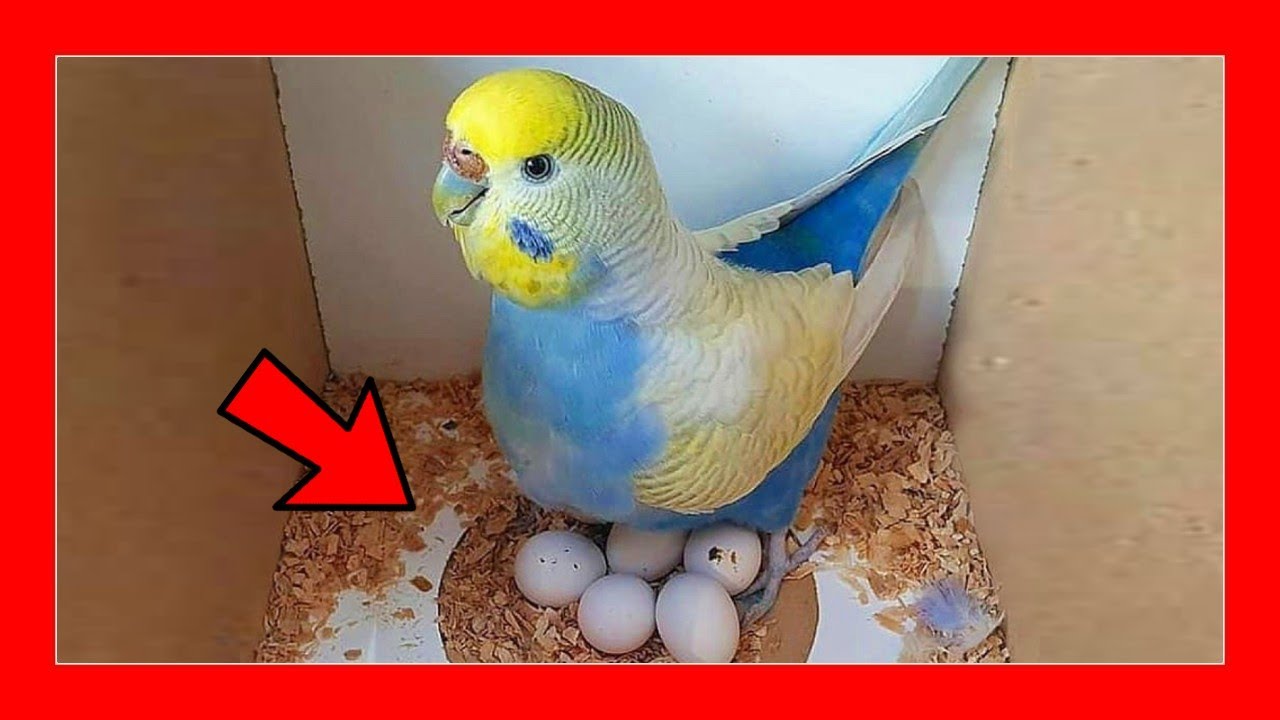 Periquitos australianos Descubre con qué frecuencia ponen huevos y sorpréndete con los datos Periquitos australianos Descubre con qué frecuencia ponen huevos y sorpréndete con los datos